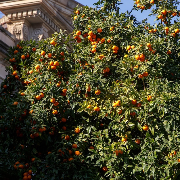 I mandarini crescono su un albero