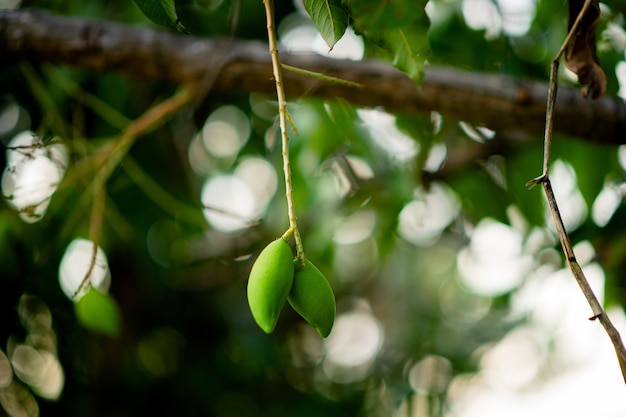 I manghi crescono sull'albero di mango Nam Dok Mai Mango Young Mango