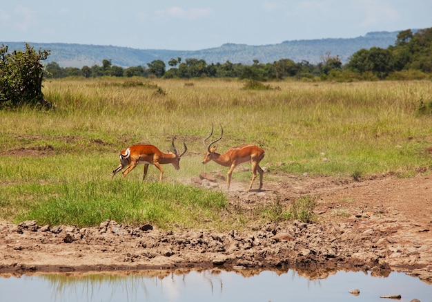 I maschi di antilopi impala combattono per il territorio e per le femmine. Parco Nazionale Masai Mara, Kenya. safari di animali africani