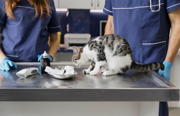 I medici del primo piano si avvicinano alla medicina sentente l'odore del gatto