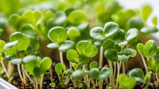 I microgreens germogliano cibo sano e fresco Generato con l'intelligenza artificiale