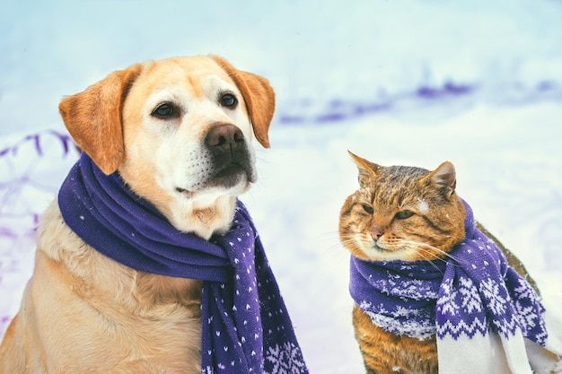 I migliori amici divertenti di cane e gatto in sciarpa lavorata a maglia si siedono insieme all'aperto in inverno sulla neve