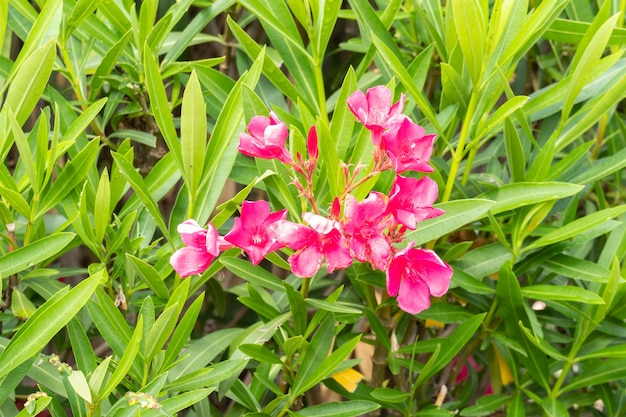 I migliori fiori delicati dell'oleandro rosa nerium oleander sono sbocciati in primavera