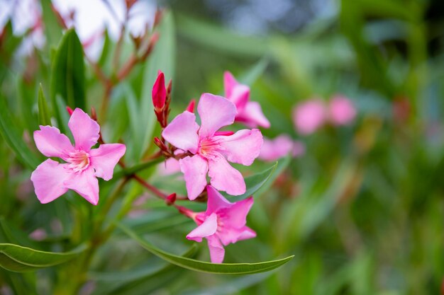 I migliori fiori di oleandro rosa Nerium oleander fiorito in primavera Arbusto piccolo albero pianta velenosa per farmacologia medica Il cespuglio rosa cresce fuori nel cortile interno