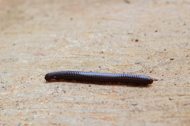 I millepiedi o gli artropodi diplopodi sono caratterizzati dall'avere due paia di gambe articolate nella maggior parte dei segmenti corporei Kaki Seribu