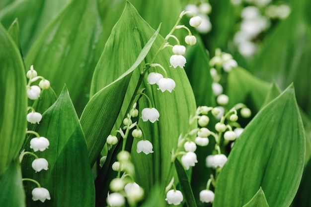 I mughetti crescono nel giardino di primavera sullo sfondo della natura