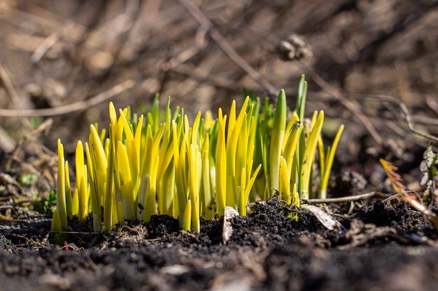 I narcisi spuntano dal terreno in primavera.