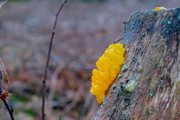 I nomi comuni di Tremella mesenterica includono il cervello giallo, il fungo della gelatina d'oro, il tremito giallo e il burro delle streghe