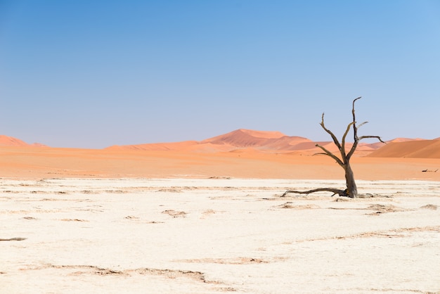 I panoramici Sossusvlei e Deadvlei, argilla e saline con alberi di acacia intrecciati circondati da maestose dune di sabbia