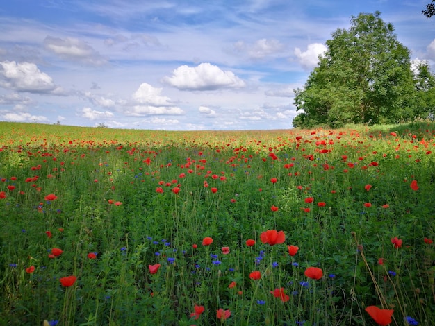I papaveri crescono sul campo contro il cielo