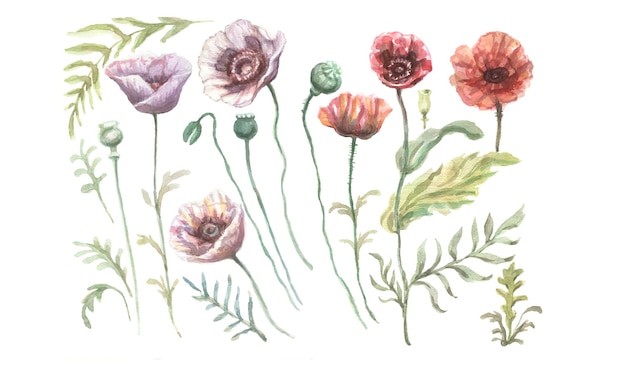 I papaveri fioriscono l'illustrazione disegnata a mano dell'acquerello di fiori di campo viola rossi. Schizzo stampa tessile sfondo patern bordo cornice set senza soluzione di continuità. Decorazione di foglie di piante naturali