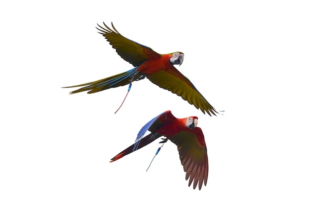 I pappagalli Ara volano liberamente nel cielo