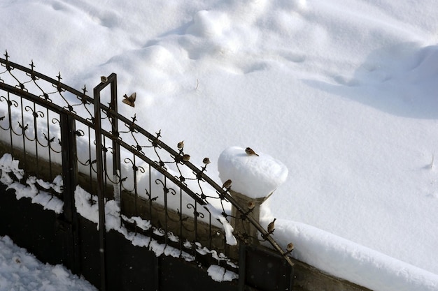I passeri appollaiati sulla porta in inverno i passeri cercano collettivamente cibo