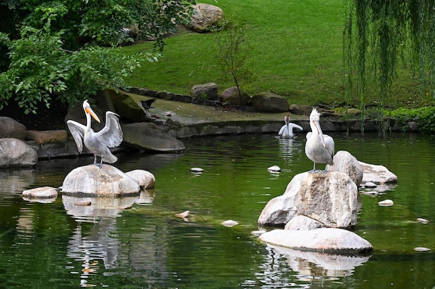 I pellicani bianchi si siedono sulle pietre in uno stagno