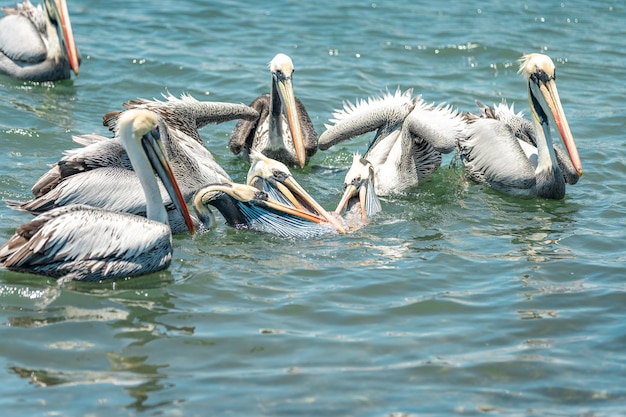 I pellicani combattono per il cibo nell'acqua dell'oceano