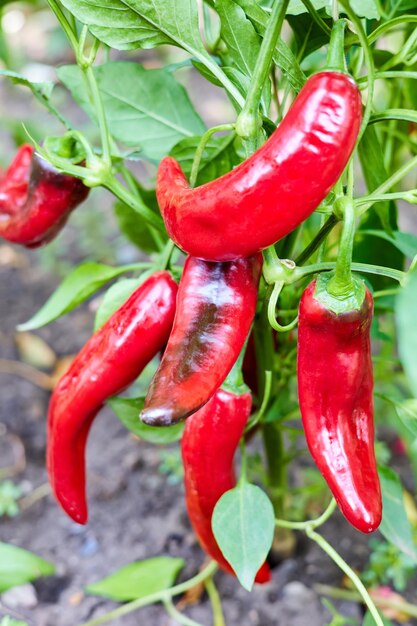 I peperoncini piccanti crescono su un cespuglio nell'orto