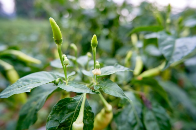 I peperoncini verdi maturi pronti per la raccolta sono in giardino Il peperoncino è pronto per essere raccolto