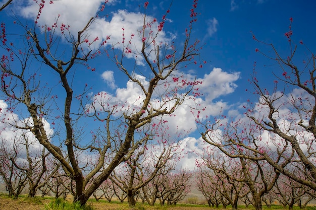 I peschi fioriscono in primavera