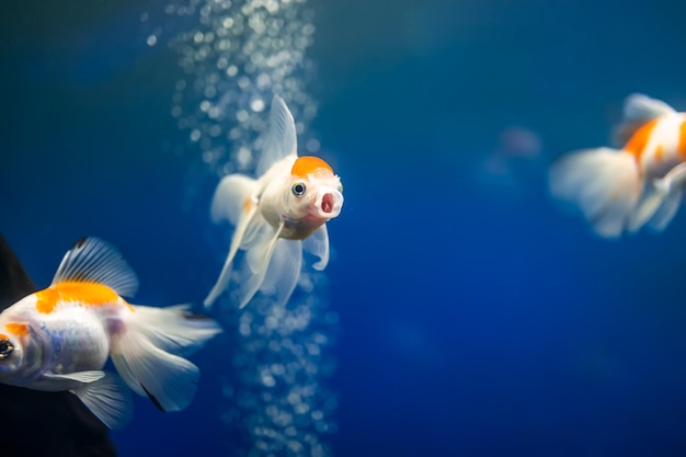 I pesci rossi nuotano nell'acquario in cerca di cibo