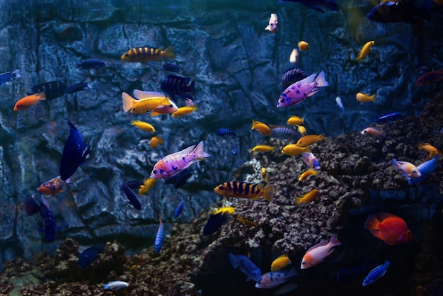 I pesci tropicali nuotano vicino alla barriera corallina. Messa a fuoco selettiva