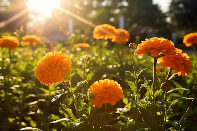 I petali del Paradiso, una bellezza affascinante nel giardino dei fiori