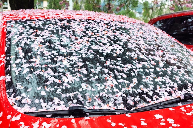 I petali di ciliegio che cadono coprono il parabrezza dell'auto con uno strato rosa di petali