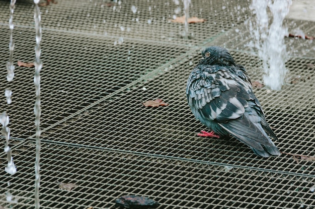 I piccioni bagnati fanno il bagno nella fontana della città in autunno.