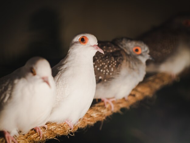 I piccioni del primo piano sta sedendosi sulla corda sul fondo della sfuocatura. Animale, uccello, concetto di famiglia.