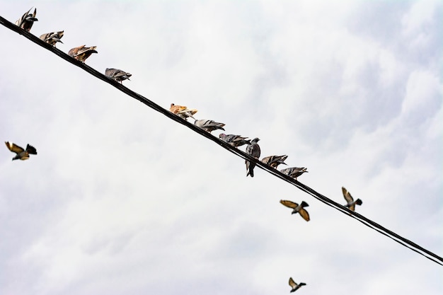 I piccioni sono seduti sul filo elettrico. Colombe seduti su una linea elettrica. Il cielo con le nuvole sullo sfondo.