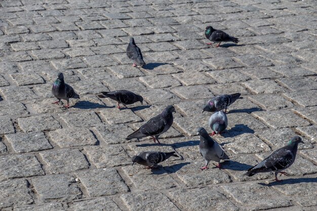 I piccioni sul marciapiede