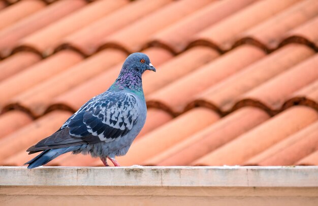 I piccioni sul tetto i piccioni sono un problema per i residenti creando sporcizia e germi dai loro escrementi copia spazio