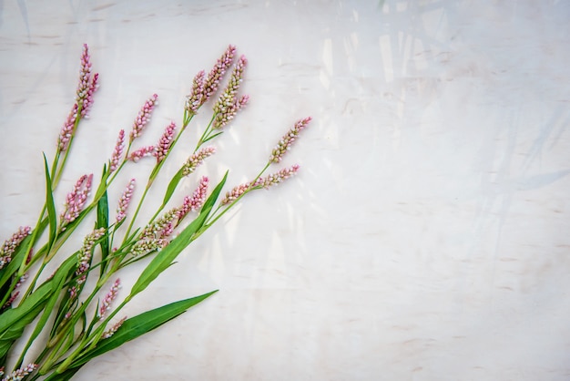 I piccoli fiori rosa di persicaria maculosa su sfondo luminoso