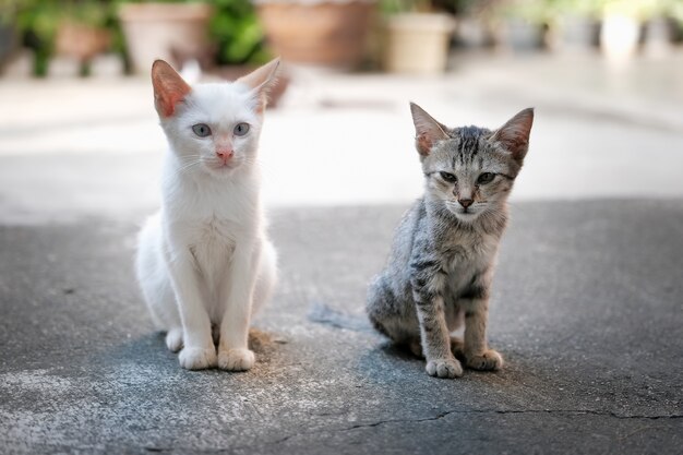 I piccoli gatti sono seduti e riposano