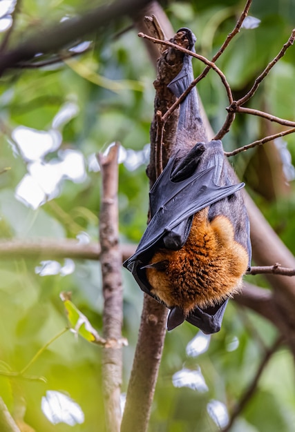 I pipistrelli riposano sull'albero