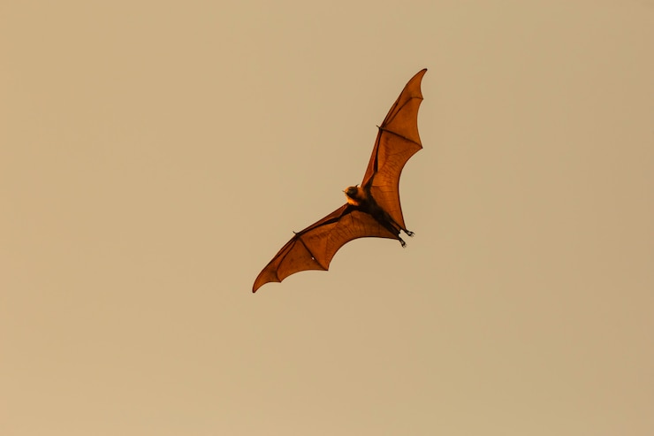 Foto i pipistrelli volano