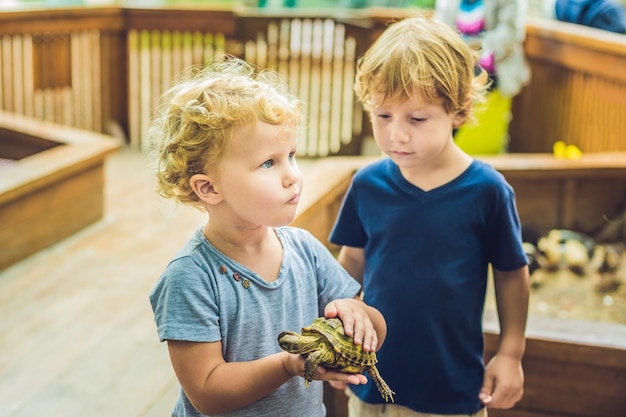 I più piccoli ragazzo e ragazza accarezzano e giocano con la tartaruga nello zoo. concetto di sostenibilità, amore per la natura, rispetto per il mondo e amore per gli animali. Ecologico, biologico, vegano, vegetariano.