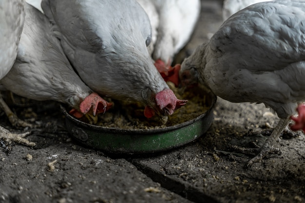 I polli bianchi con i ciuffi rossi mangiano il grano da una ciotola. Polli nel villaggio. Tenere e nutrire i polli in casa