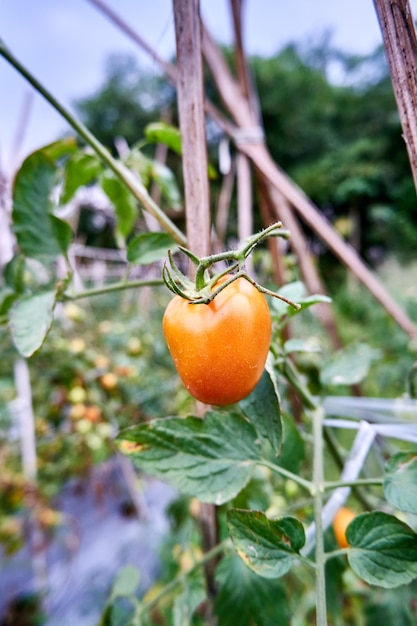I pomodori freschi vengono coltivati nella piantagione I pomodori sono pronti per essere raccolti nella piantagione