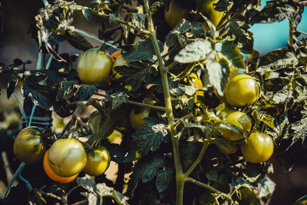 I pomodori gialli crescono su un ramo verde