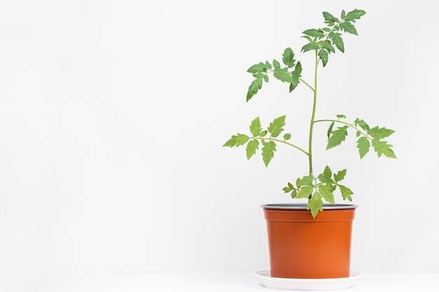 I pomodori in crescita dai semi, le piantine crescono in vaso