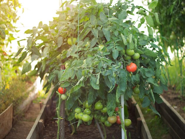 I pomodori maturano in una serra nel paese