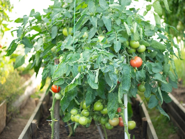 I pomodori maturano in una serra nel paese