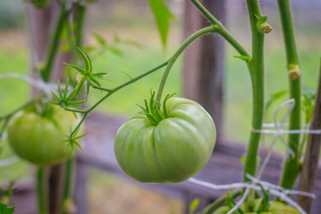 I pomodori maturano nella serra. Raccolta casa Vendemmia in serra.