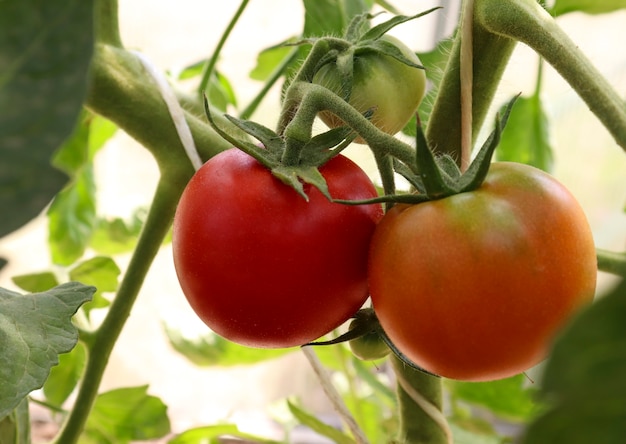 i pomodori maturano su un cespuglio in primo piano nella serra