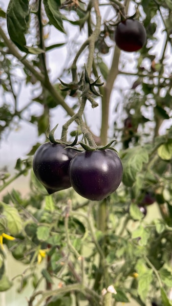 I pomodori neri crescono sul ramo nell'orto