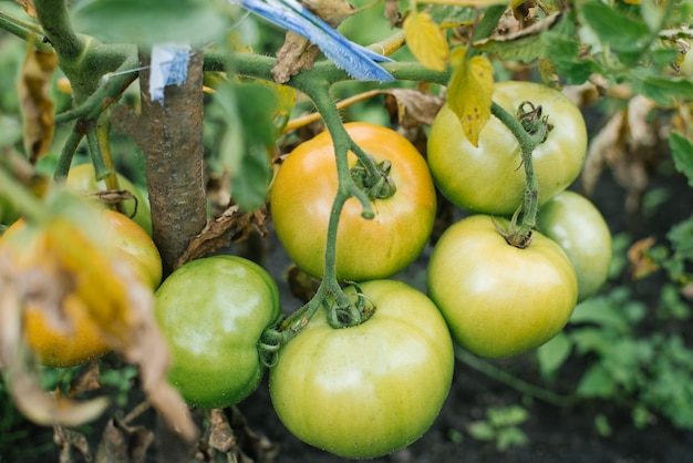 I pomodori non maturi biologici crescono in giardino senza fertilizzanti