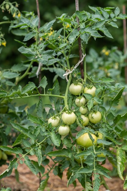 I pomodori verdi crescono in un orto in estate