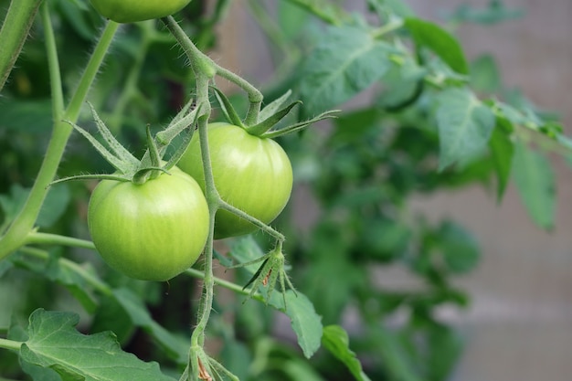 I pomodori verdi del primo piano crescono sul ramo nel loro stato naturale