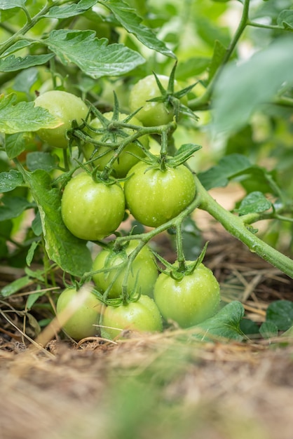 I pomodori verdi freschi maturano sui cespugli nel villaggio estivo