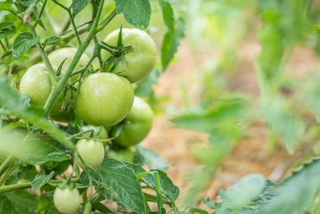 I pomodori verdi freschi maturano sui cespugli nel villaggio estivo